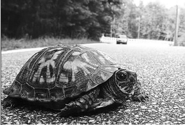 Be on the lookout for traveling turtles this summer