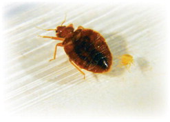 Acme Termite — Let Us Kill Your Bugs!