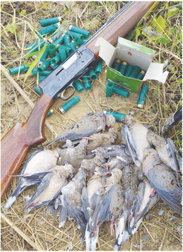 Application period begins for private-land permit dove hunts