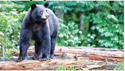 Help the AGFC keep tabs on  Arkansas’s bear population