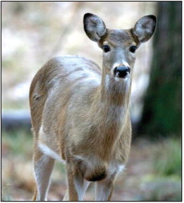 Antlerless hunt offers a head start to deer season