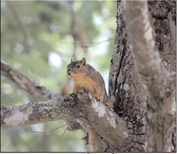 Arkansas squirrel season opens