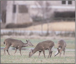 Deer hunts within city limits available to hunters in Helena-West Helena