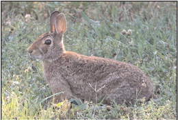 AGFC on the lookout for new rabbit virus