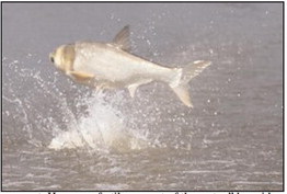 New grant will help AGFC tackle Asian carp problem